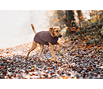 honden pullover Maisie
