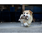 hondenspeelgoed eekhoorn