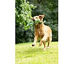 hondenspeeltje Octopus