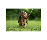 halsband en riem set zap