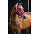 halster Swiss Design II