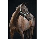 halster Swiss Design II