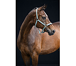 halster Essential II