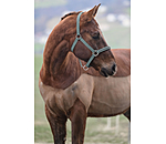 halster Twinkle