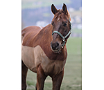 halster Twinkle