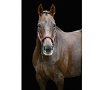 halster Twinkle