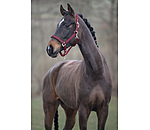 halster Twinkle