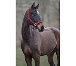 halster Twinkle
