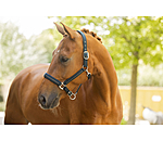 halster Twotone & Crystal