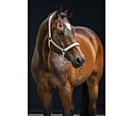 halster Signature III