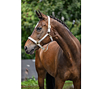 halster Signature III