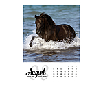 Paardenkalender 2026