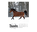 Paardenkalender 2026