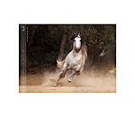Horses Kalender 2026