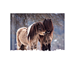 Horses Kalender 2026