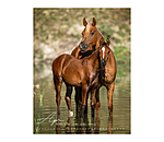 Kalender paardenliefde 2025