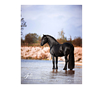 Pony kalender 2025
