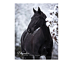 Pony kalender 2025
