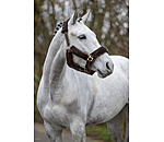 teddyfleece halster Protection