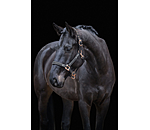 halster Glamorous
