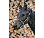 veulen lederen halster Classic