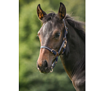 veulen en shetty halster Shimmering