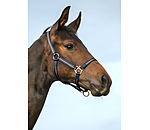 veulen en shetty halster Shimmering