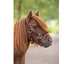 veulen en shetty halster Twinkle