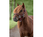 veulen en shetty halster Twinkle