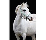 veulen en shetty halster Twinkle