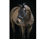 halster Velvet Twinkle