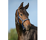 veulen en shetty halster Blaire