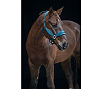 halster Soft Velvet