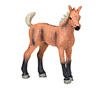 Play series Belgisch warmbloedveulen