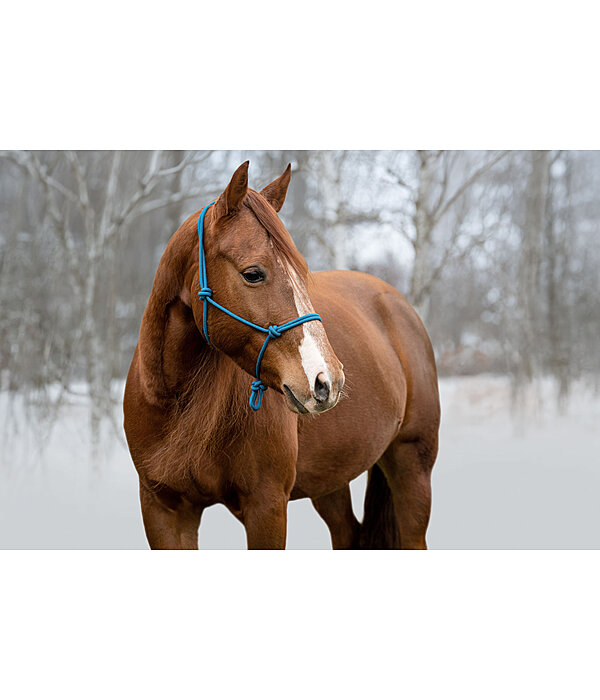 knopenhalster Bo