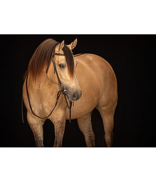 Trainingshoofdstel Harness