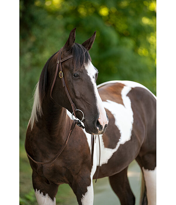 Trainingshoofdstel Harness