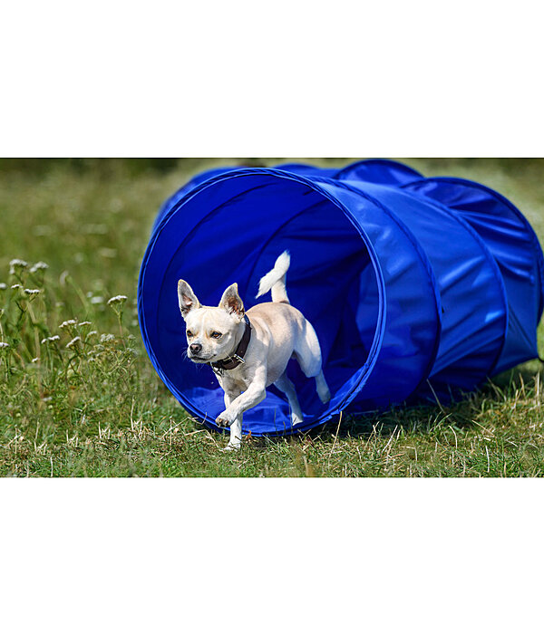 agility tunnel