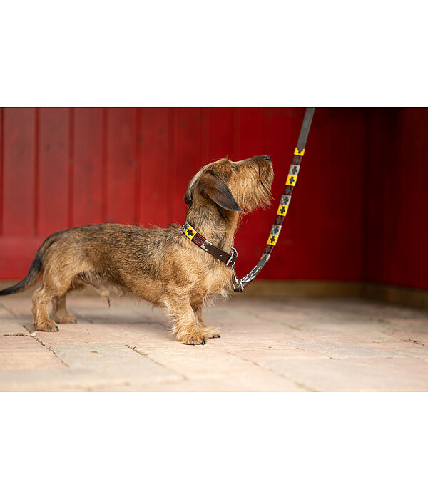 set:  lederen hondenhalsband en -lijn Polo Sports