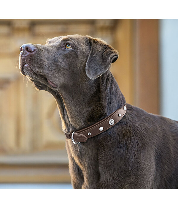 lederen honden halsband Chinook