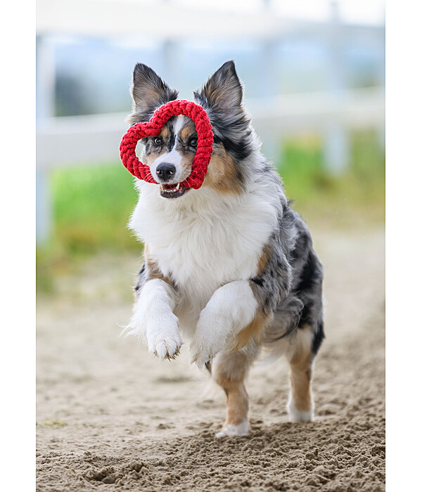 dauwspeeltje Valentine voor honden