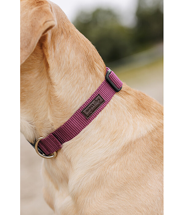 honden halsband Champ
