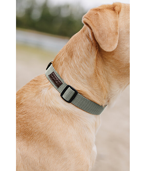 honden halsband Champ