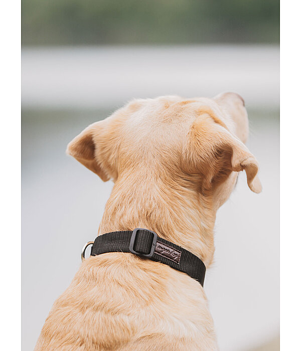 honden halsband Champ