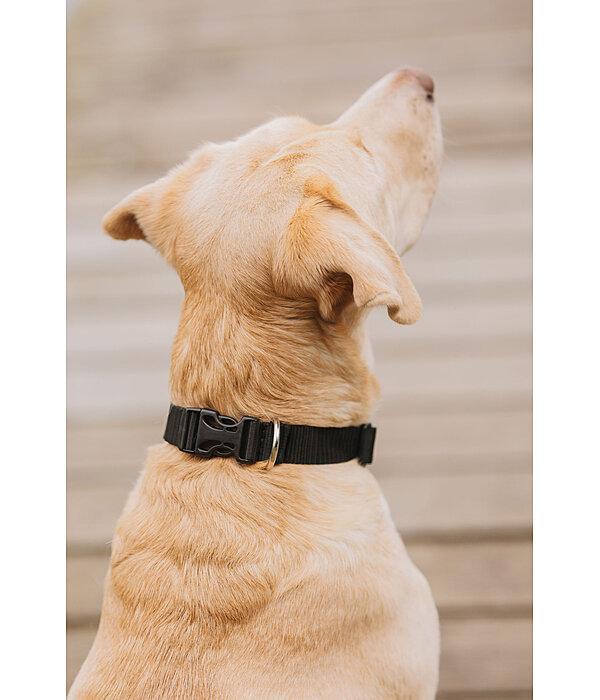 honden halsband Champ