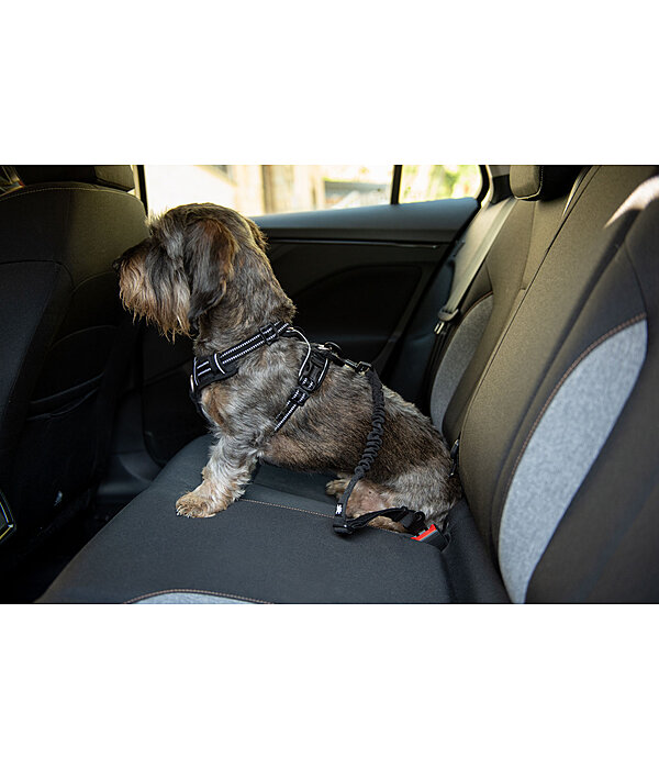 veiligheidsgordel voor honden