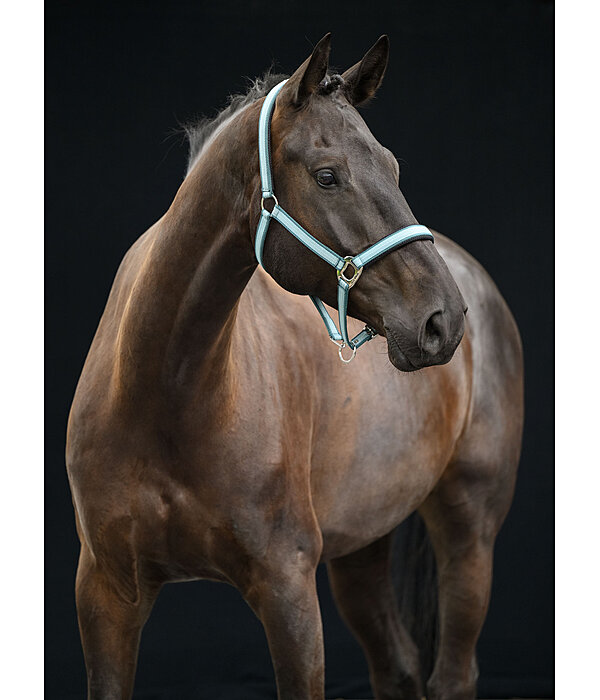 halster Swiss Design II