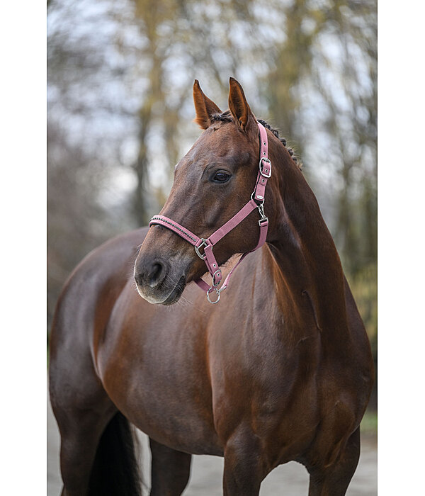halster Twinkle