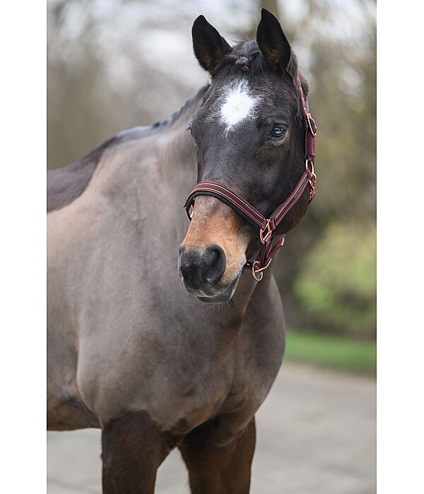 halster Glimmering