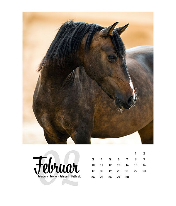 Paardenkalender 2026